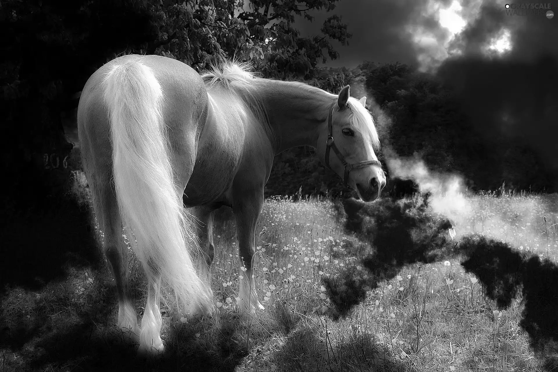 Night, White, Horse