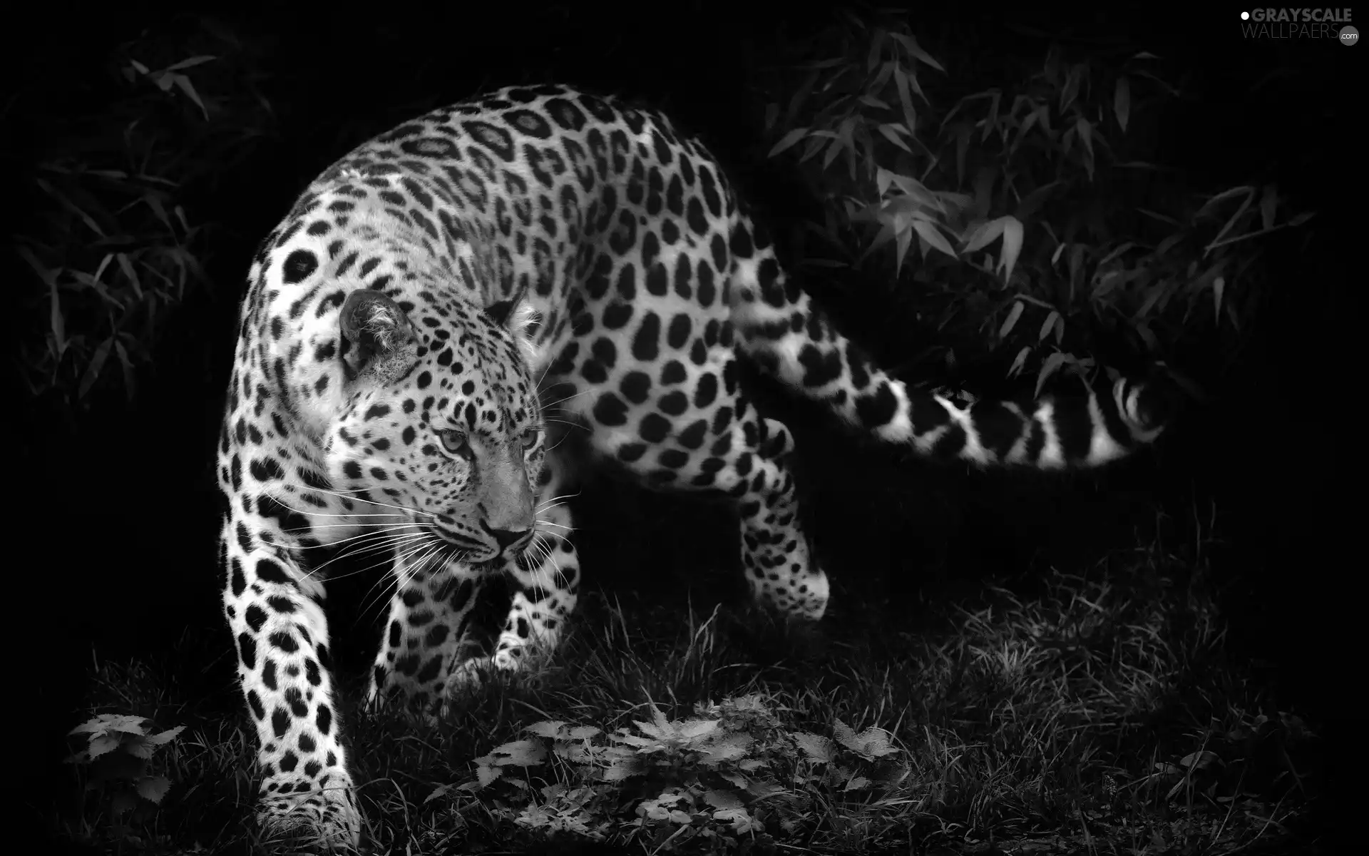 Night, Leopards, jungle