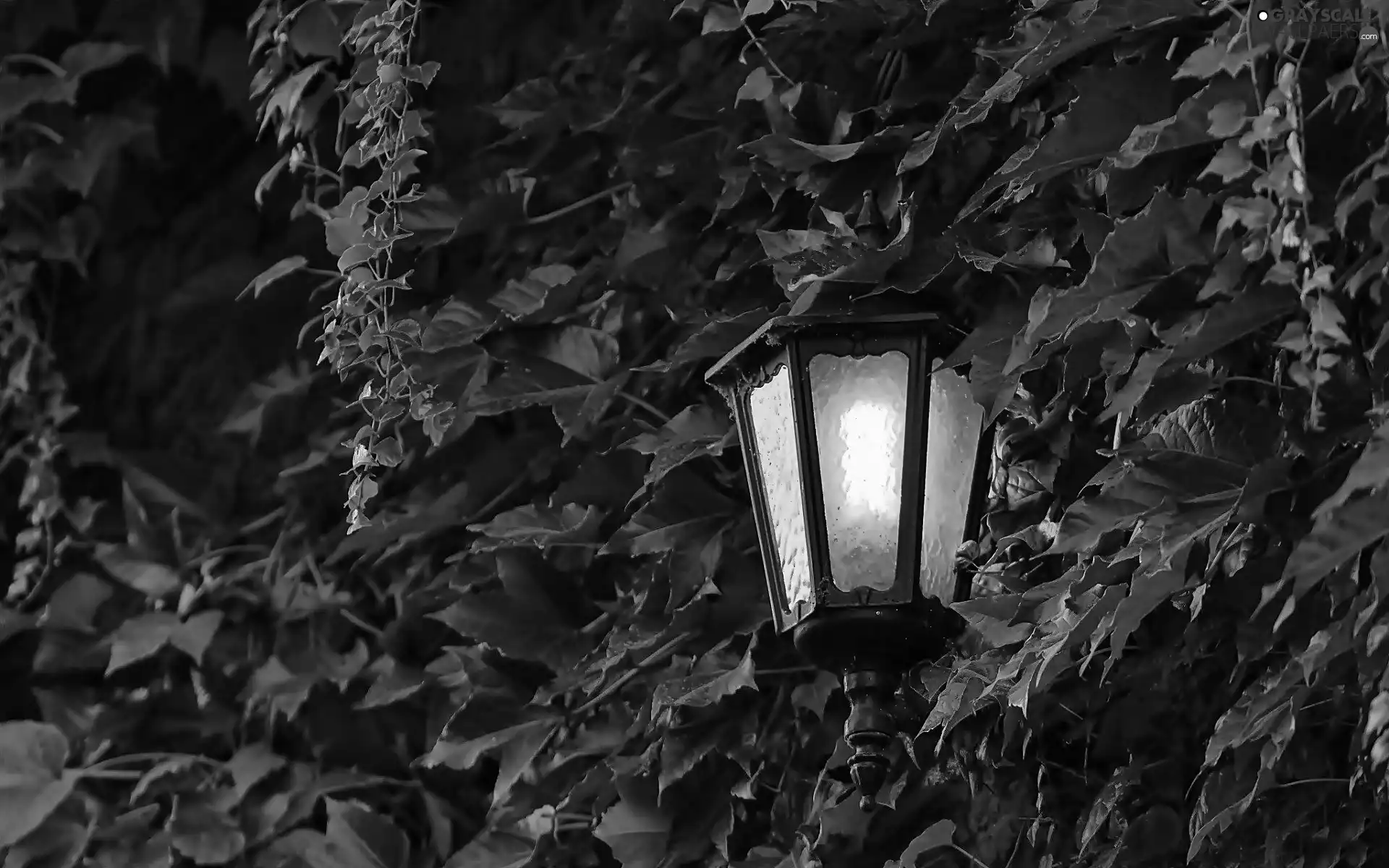 Night, Leaf, Lamp