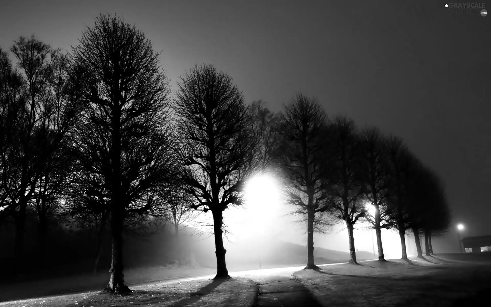 Night, lanterns, trees, viewes, Way