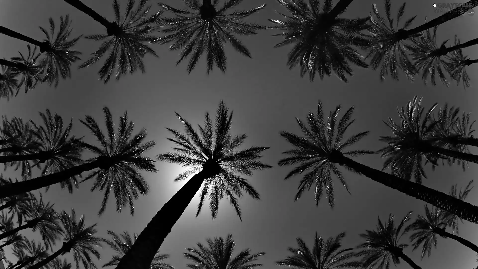 Night, Palms, Sky