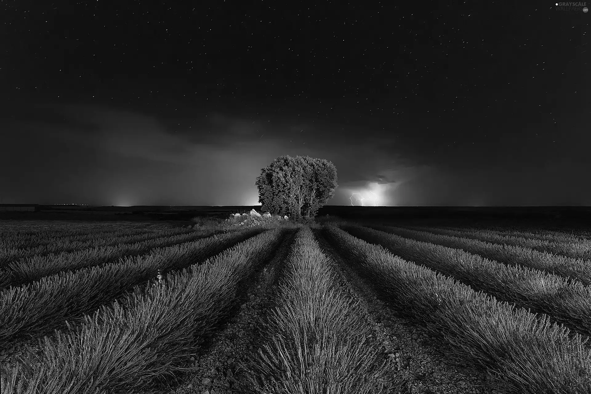 lavender, trees, Night, star, Storm, Field