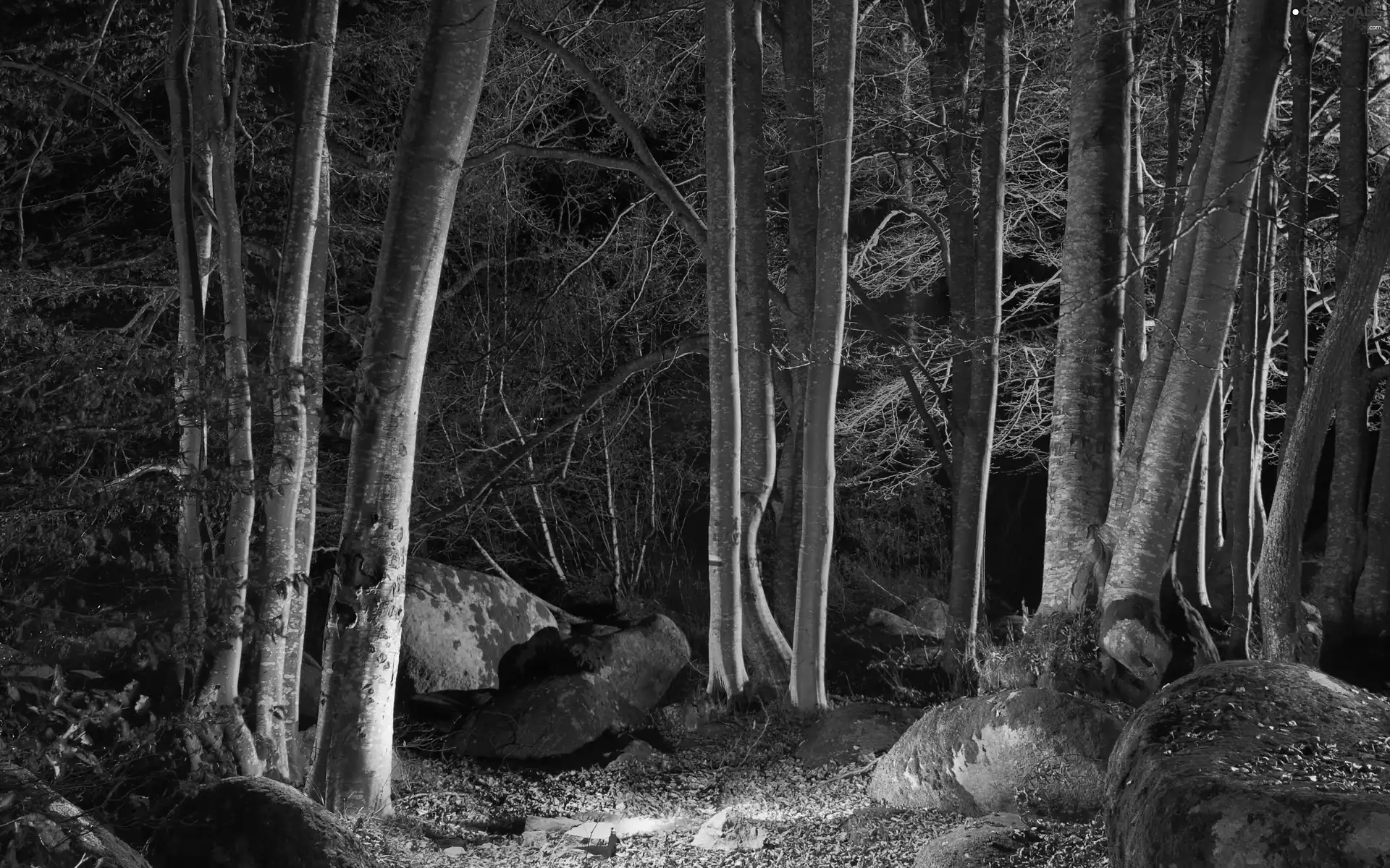 Night, forest, Stones