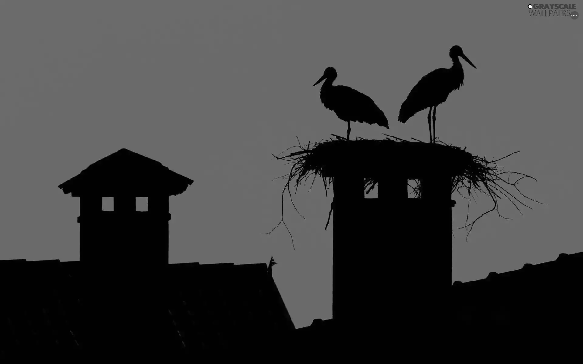 Storks, Houses, Night, nest