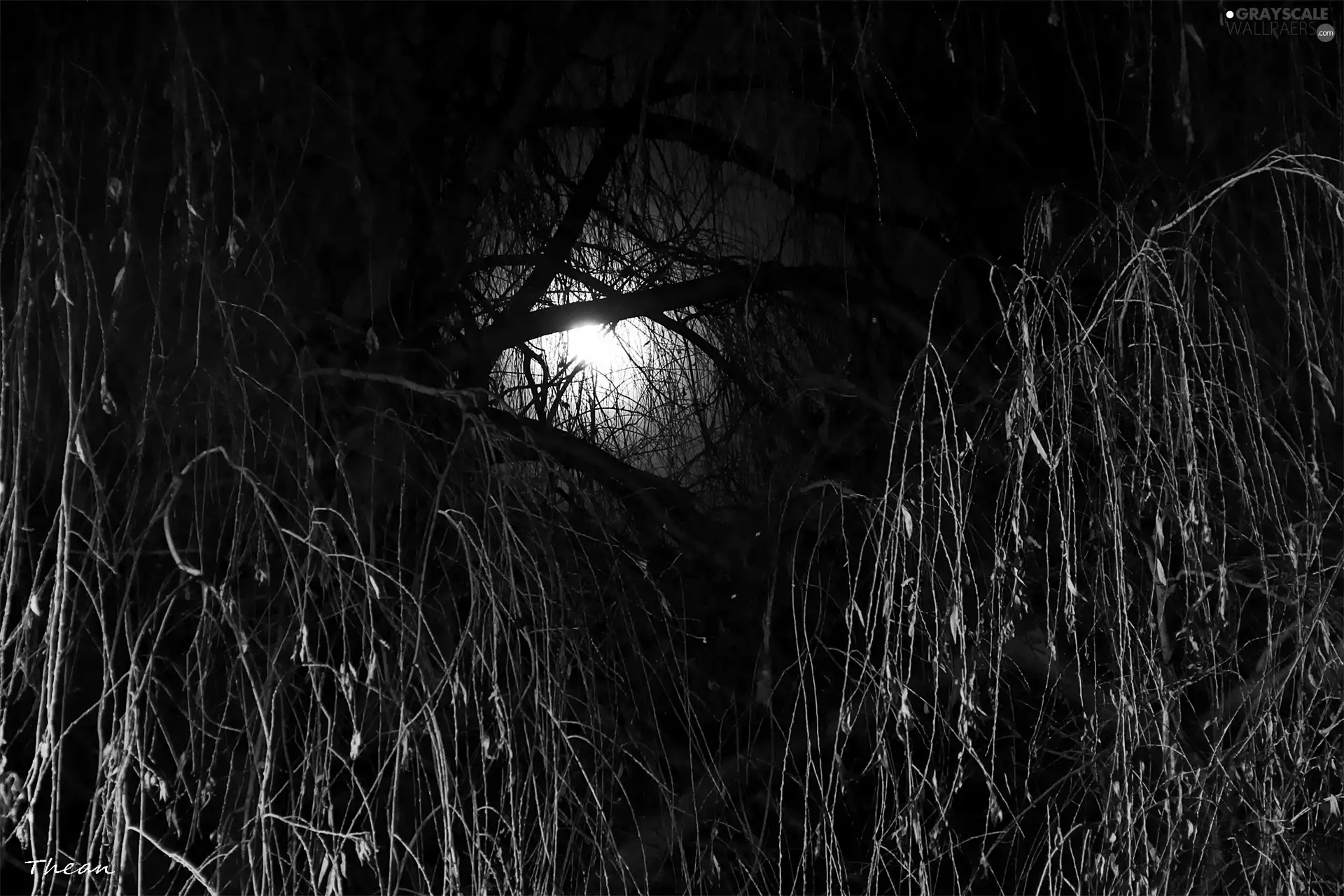 Night, moon, Willow