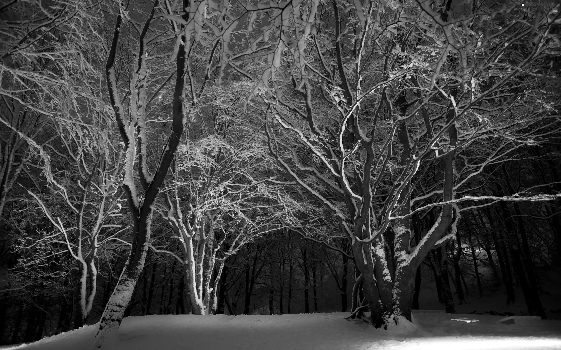 Night, winter, viewes, forest, trees