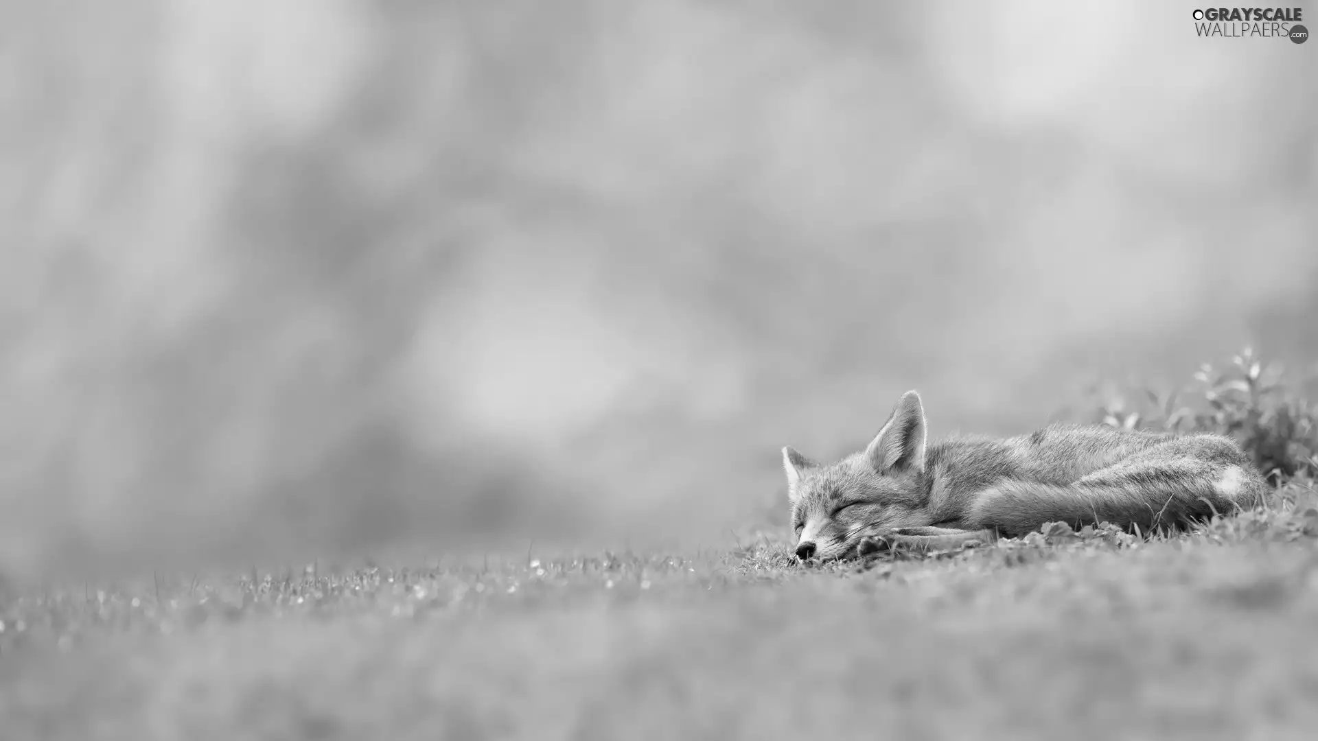 Fox, green, nod, grass