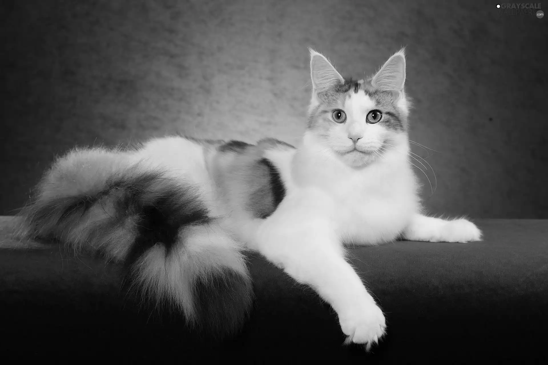 cat, Norwegian Forest Cat