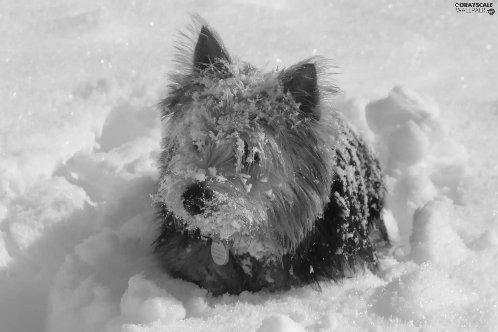 Norwich terrier, snow