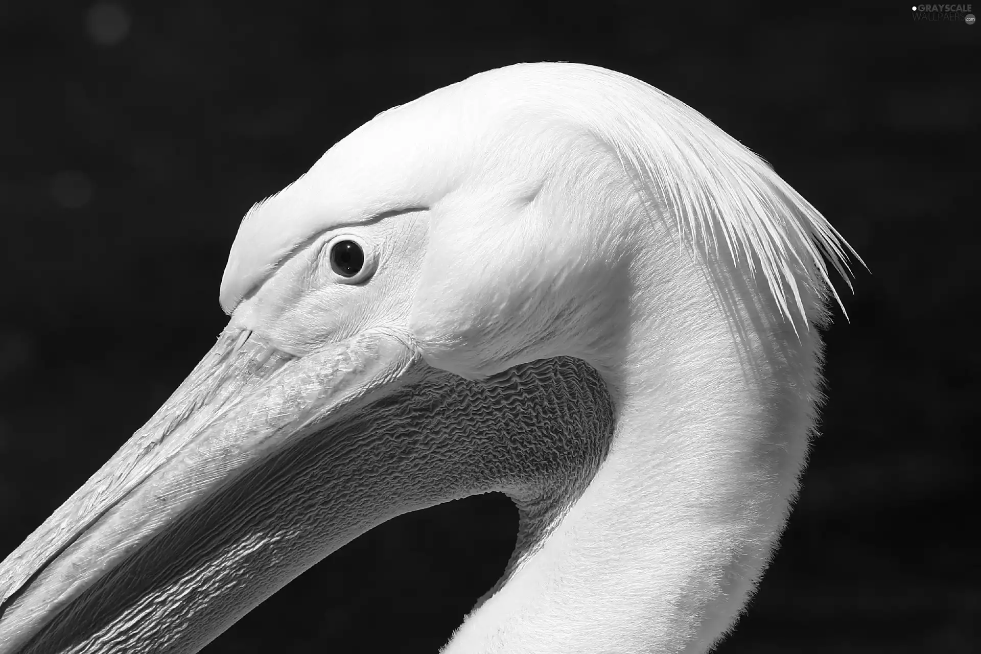 nose, pelican, Big