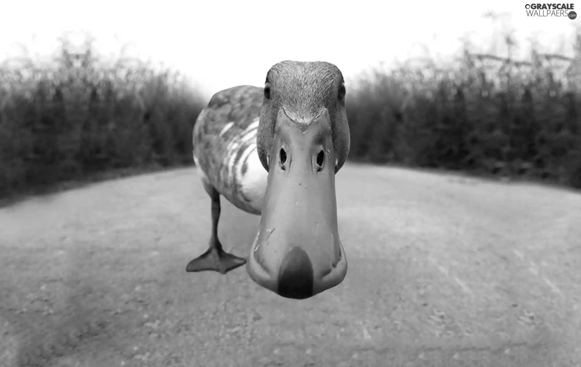 nose, Way, duck