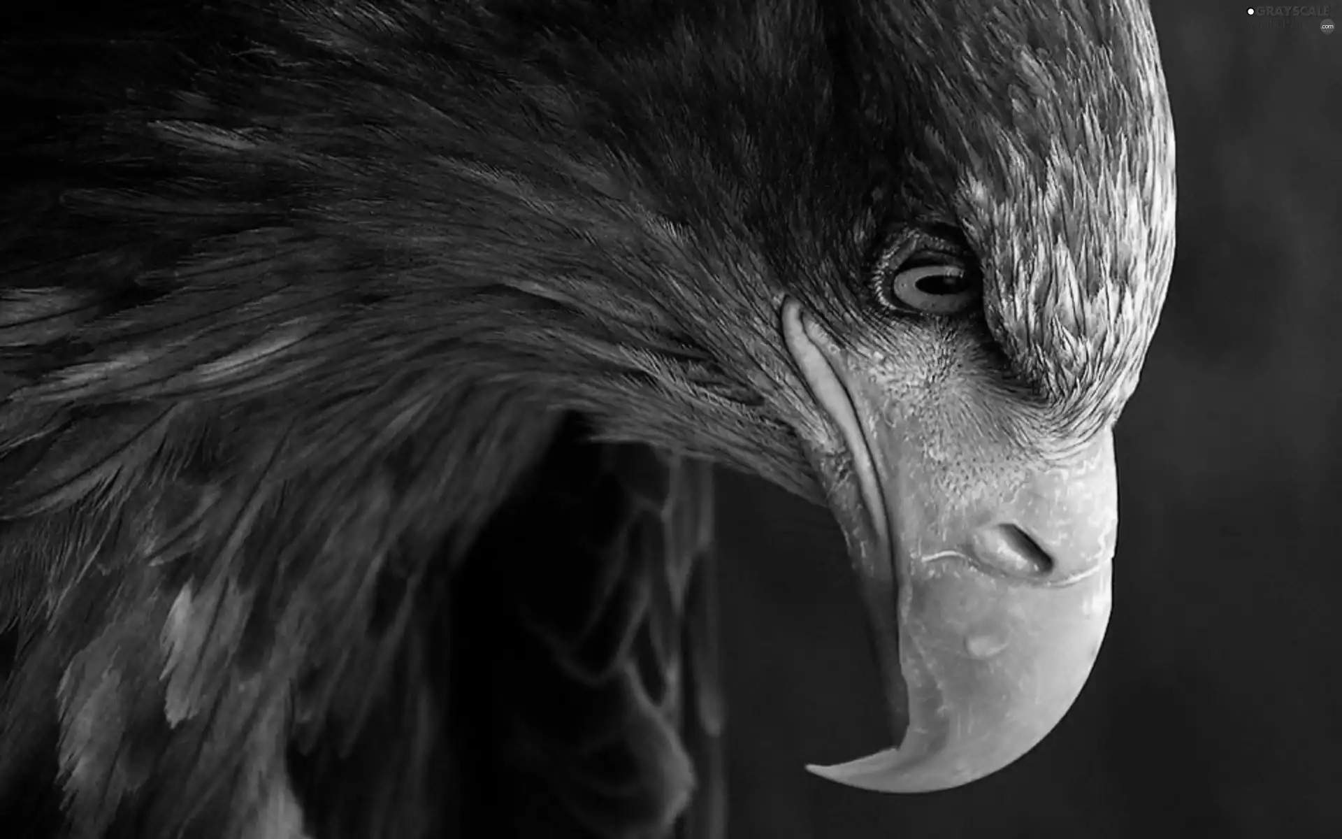 nose, head, Eagle