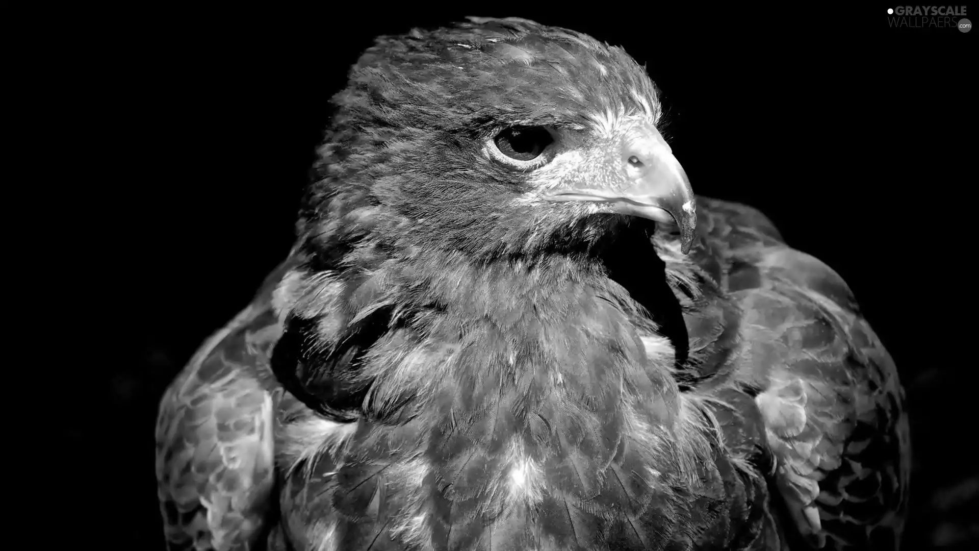 Eagle Front