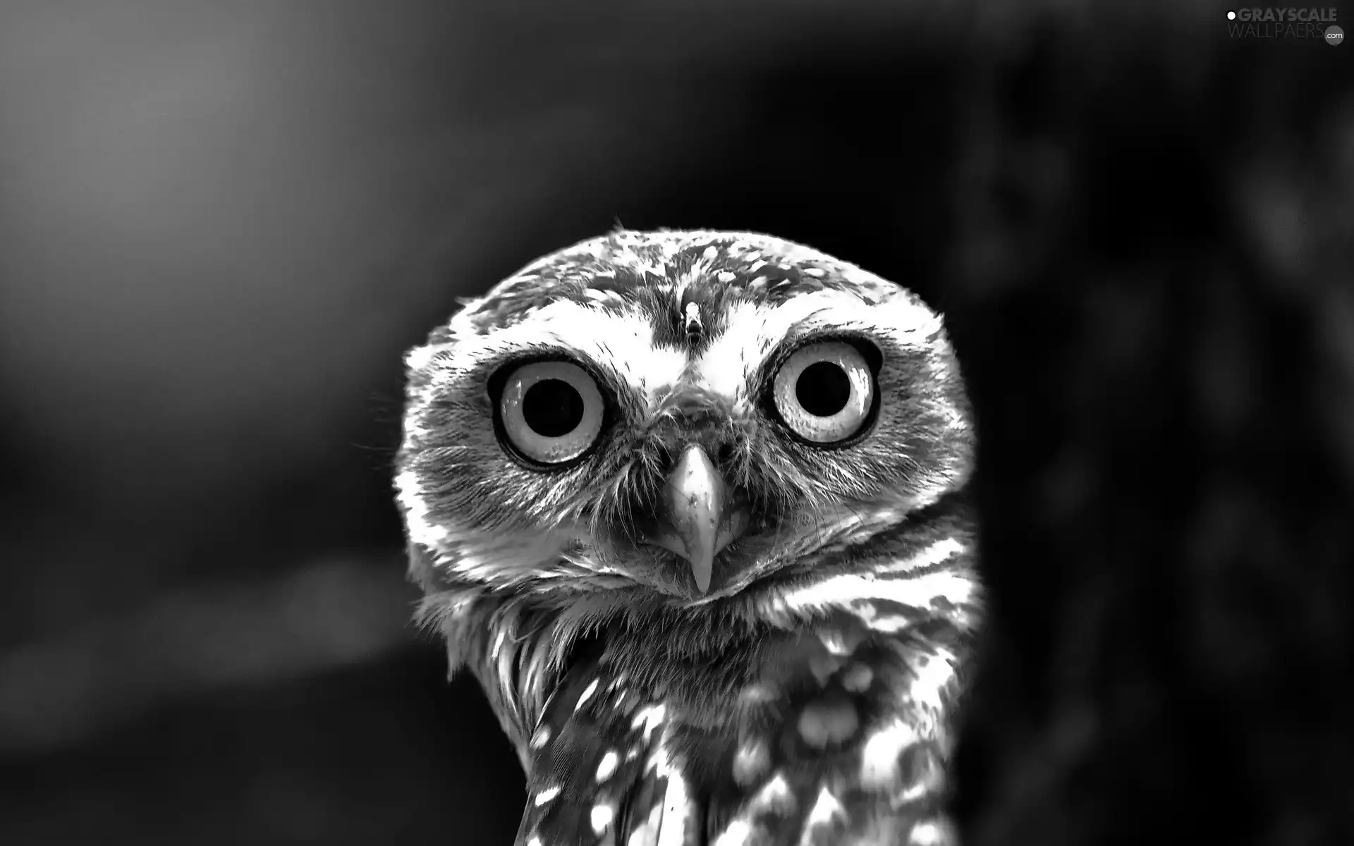 owl, Eyes, nose, Little Owl