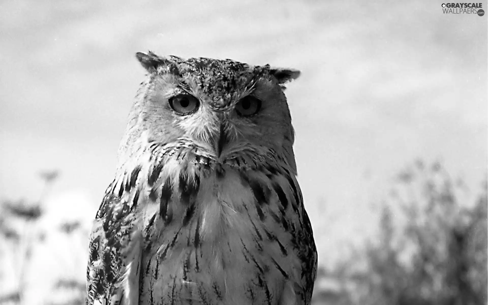 nose, owl, Eyes
