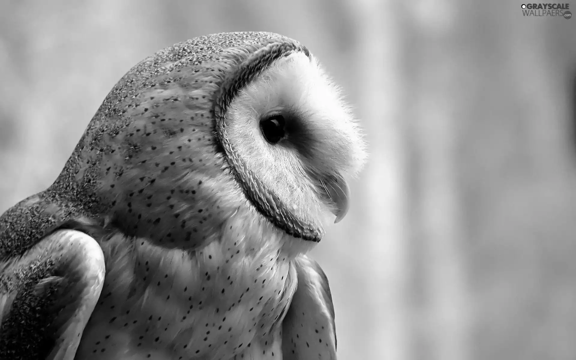 nose, owl, Eyes