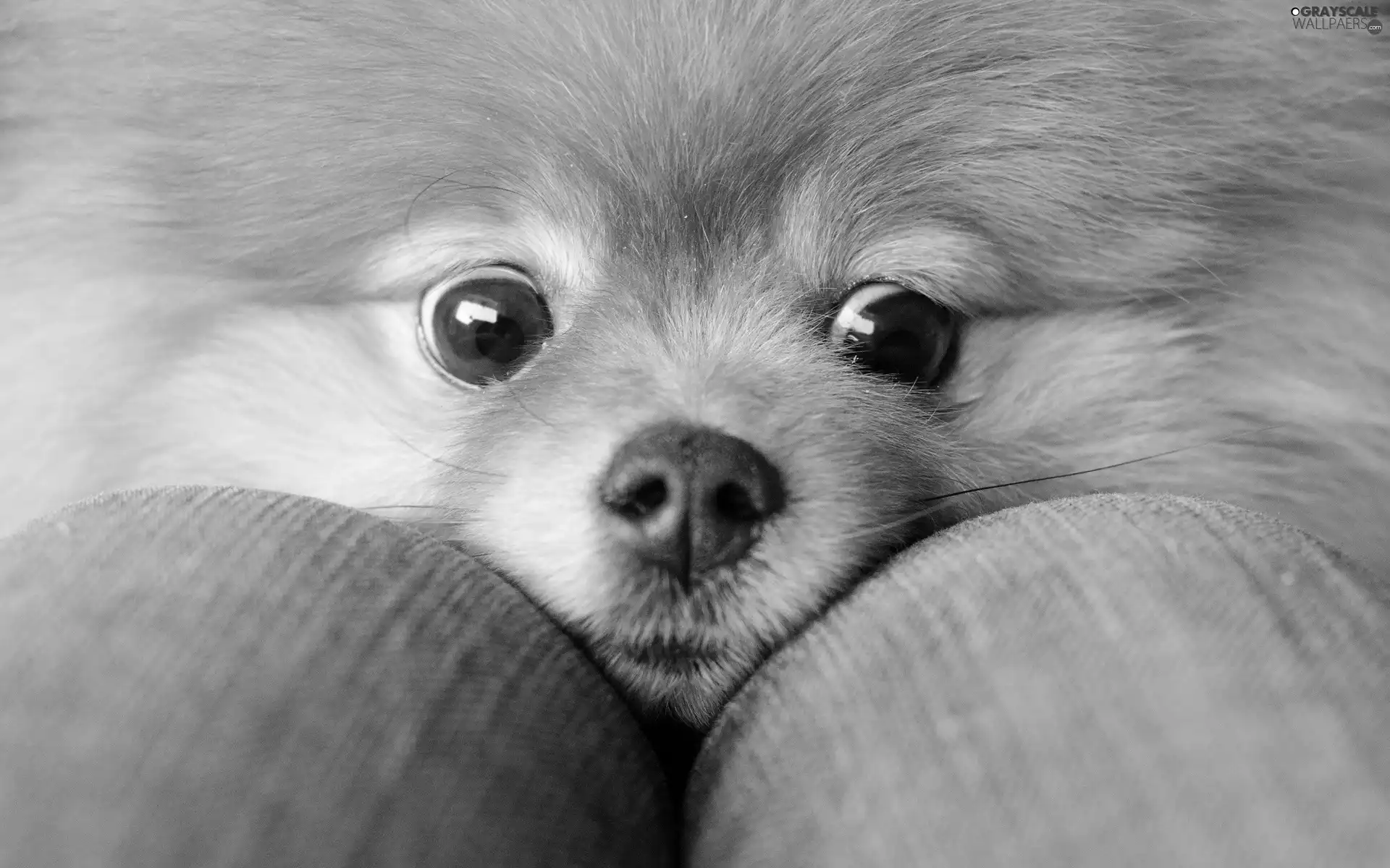 Eyes, ginger, Toy Spitz, Pomeranian, nose, dog