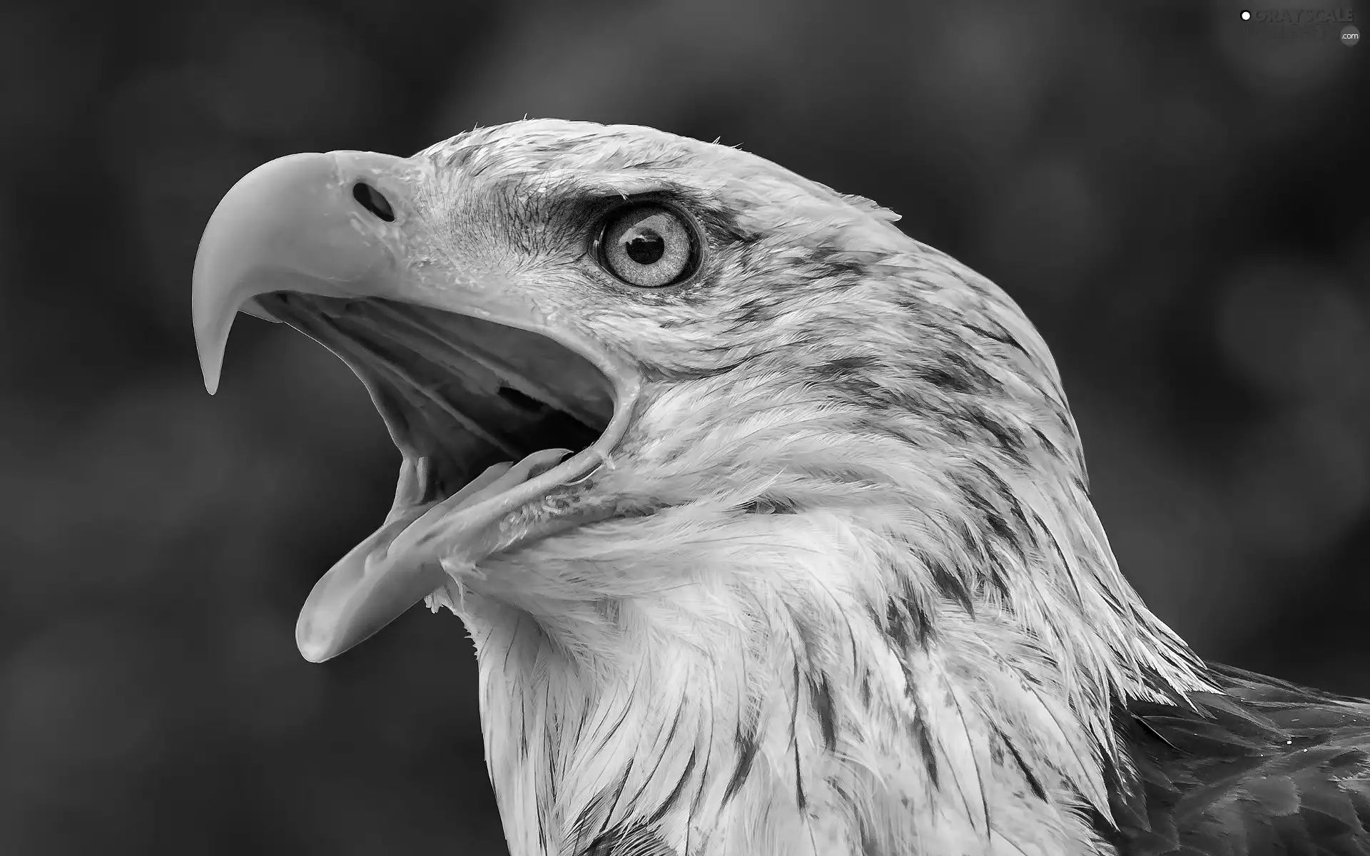 American Bald Eagle, nose