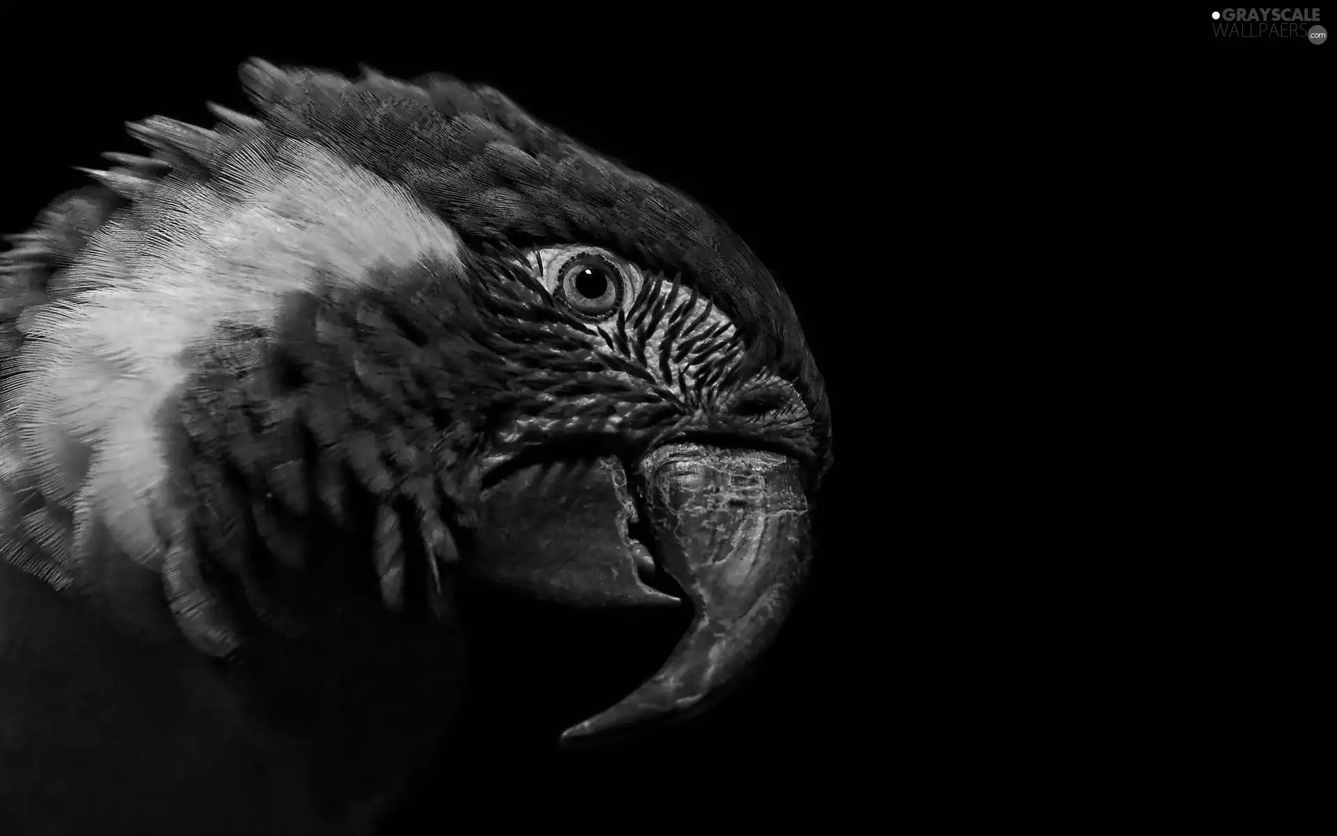 nose, parrot, Head