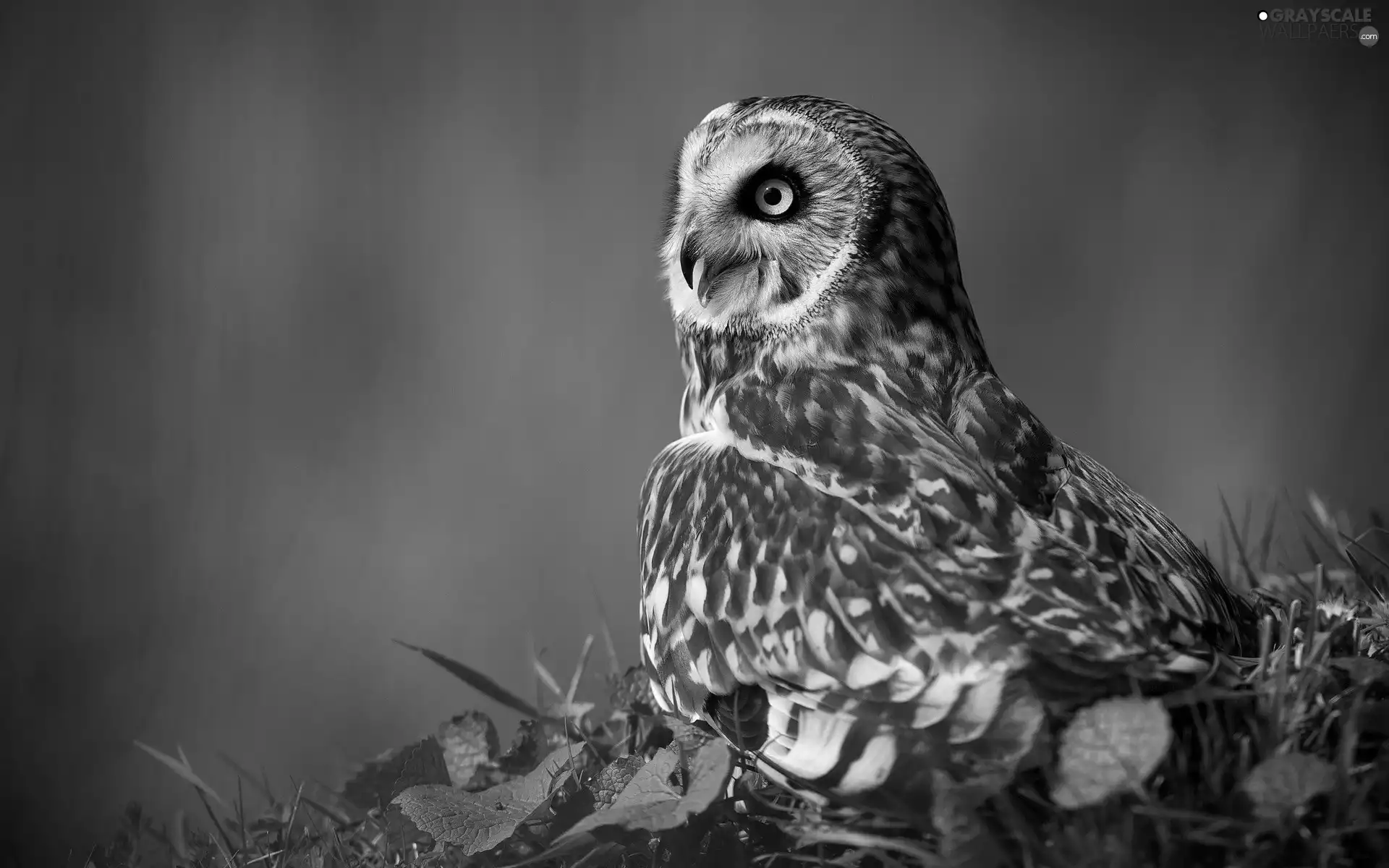 nose, owl, open