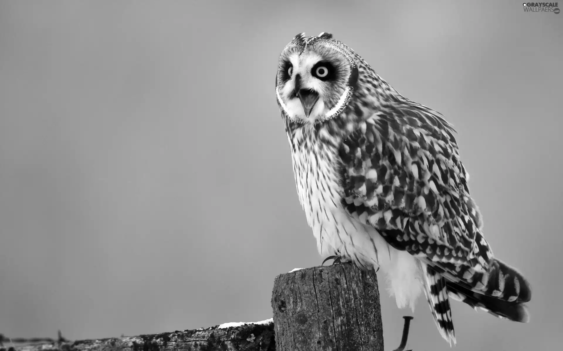 nose, owl, open
