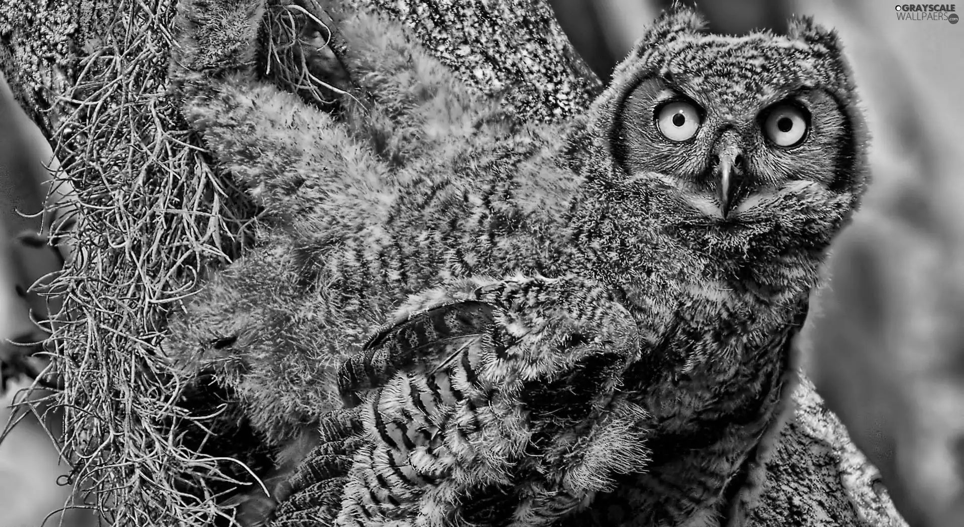 owl, Eyes, nose, Yellow
