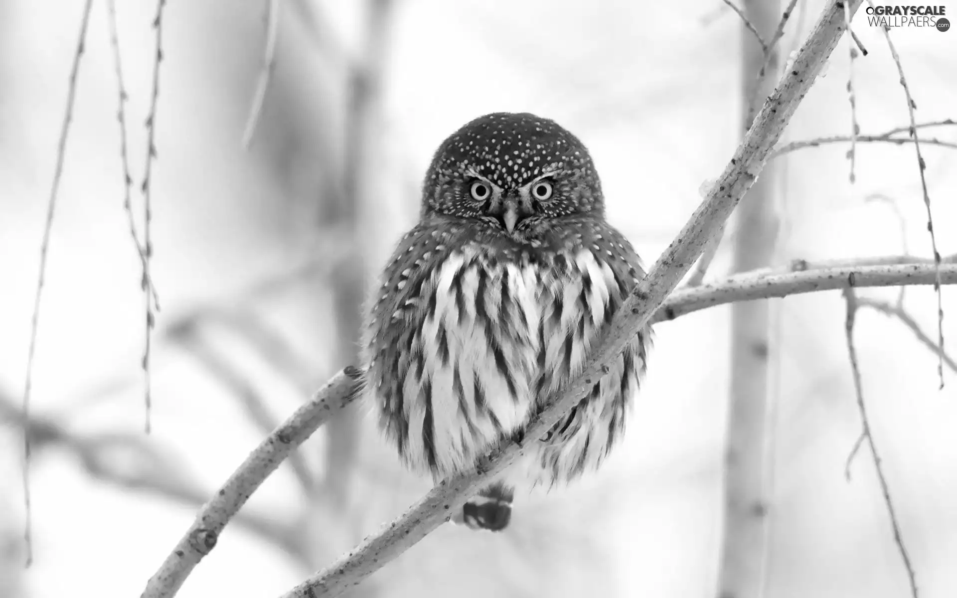 owl, Eyes, nose, Yellow