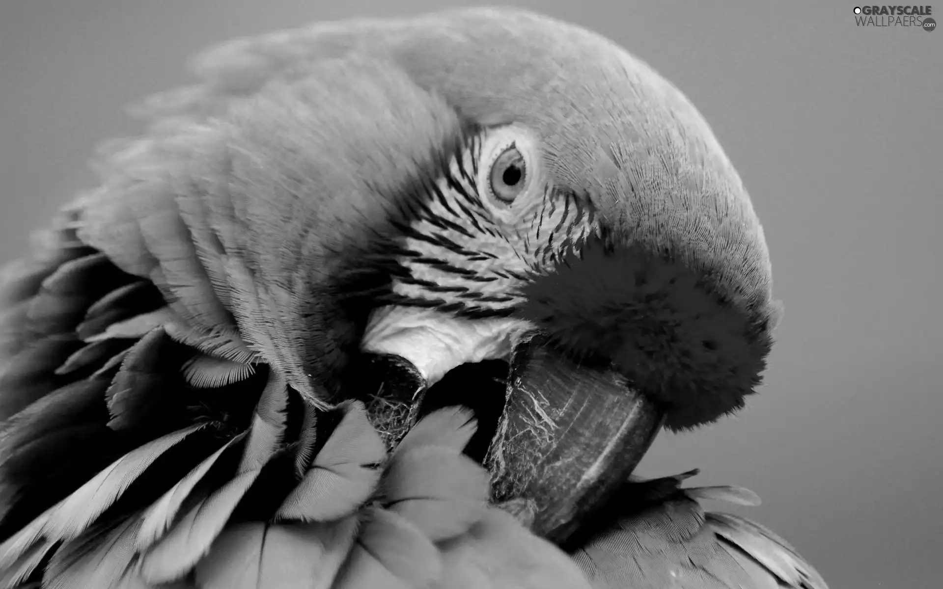 parrot, pen, nose, color