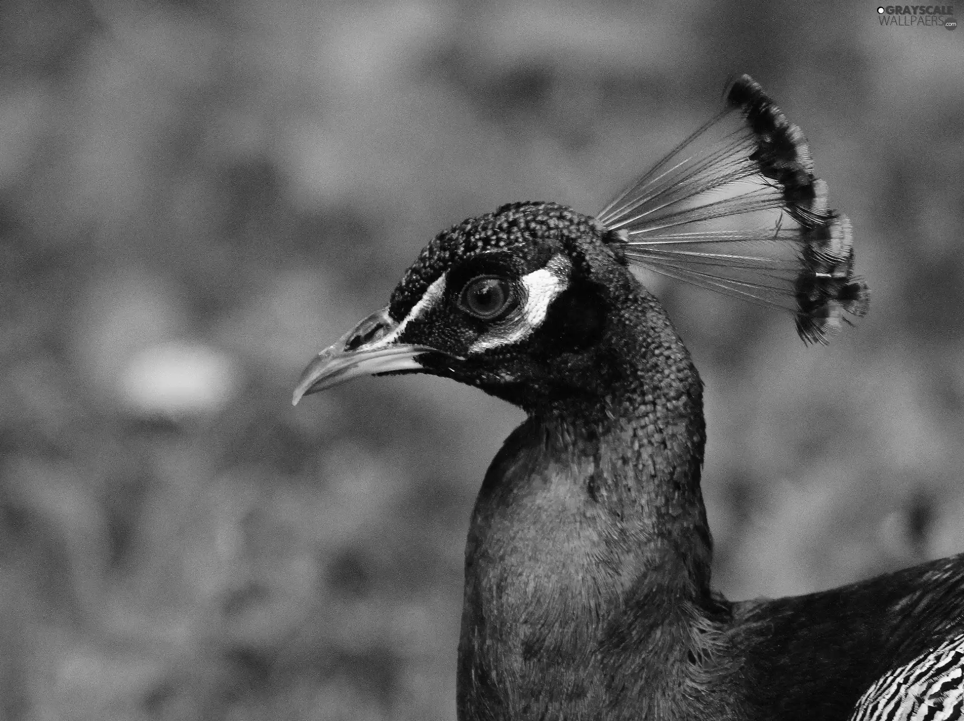 peacock, eye, nose, head