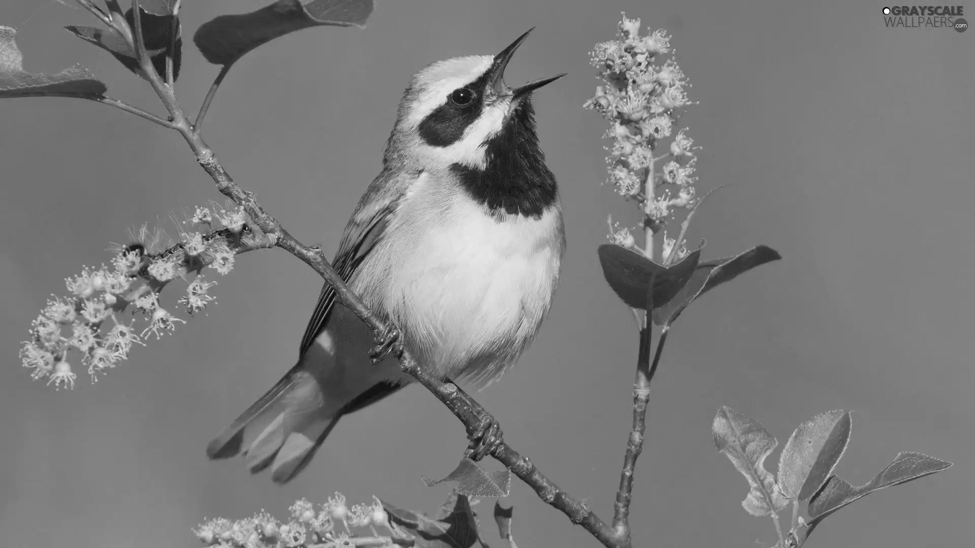 twig, open, nose, birdies