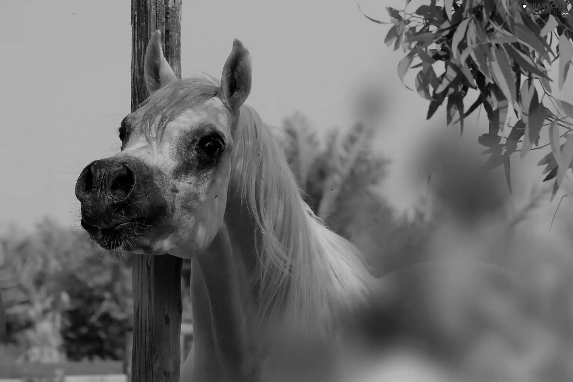 nostrils, Horse, head