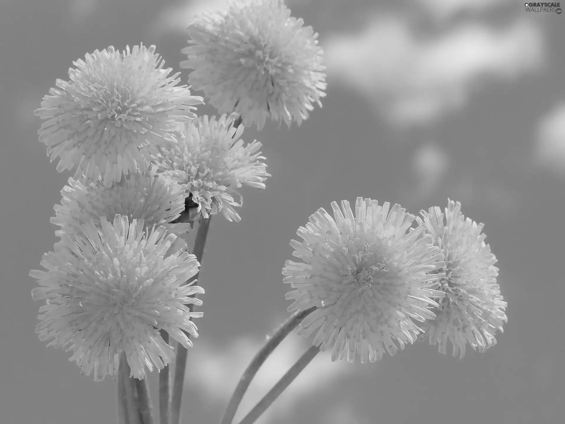 nun, common, beatyfull, Flowers, Sky