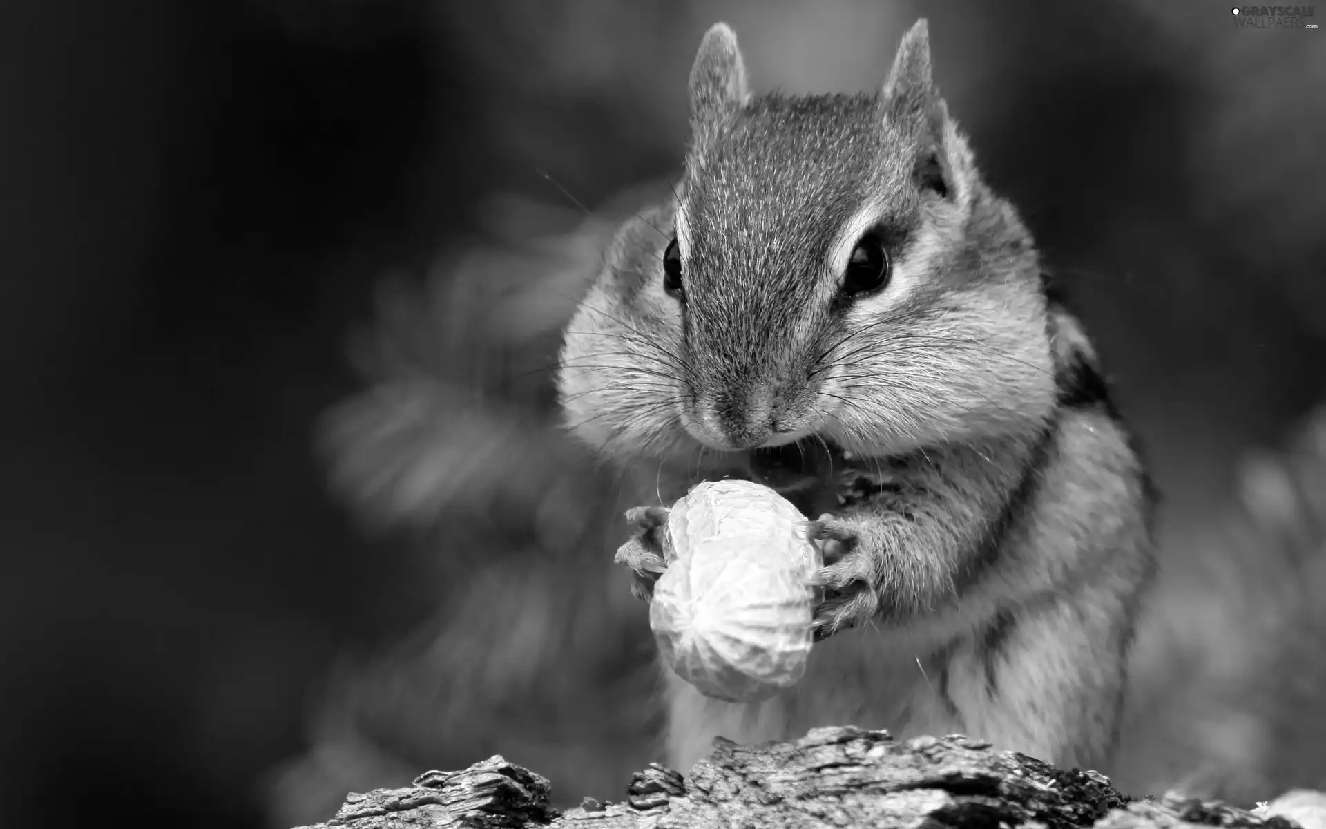 Chipmunk, nut