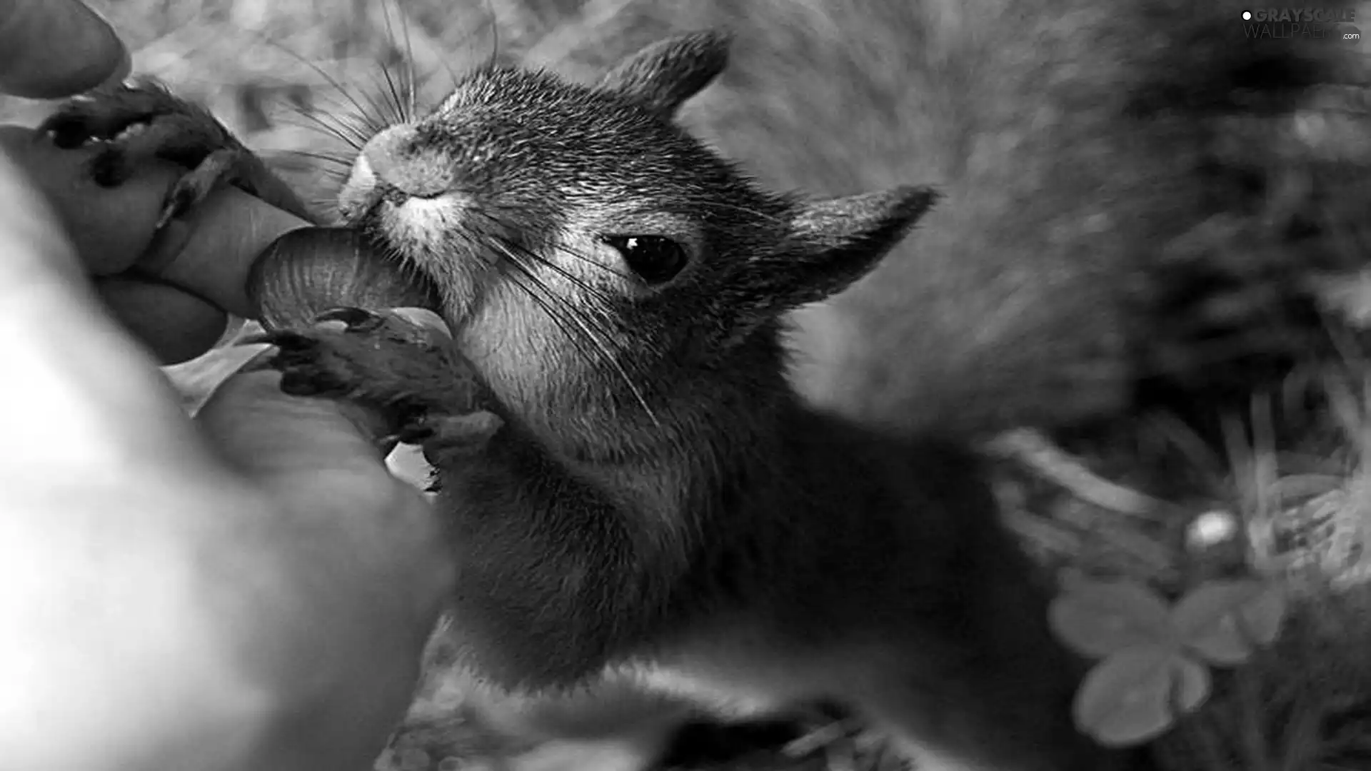 nut, squirrel, hand