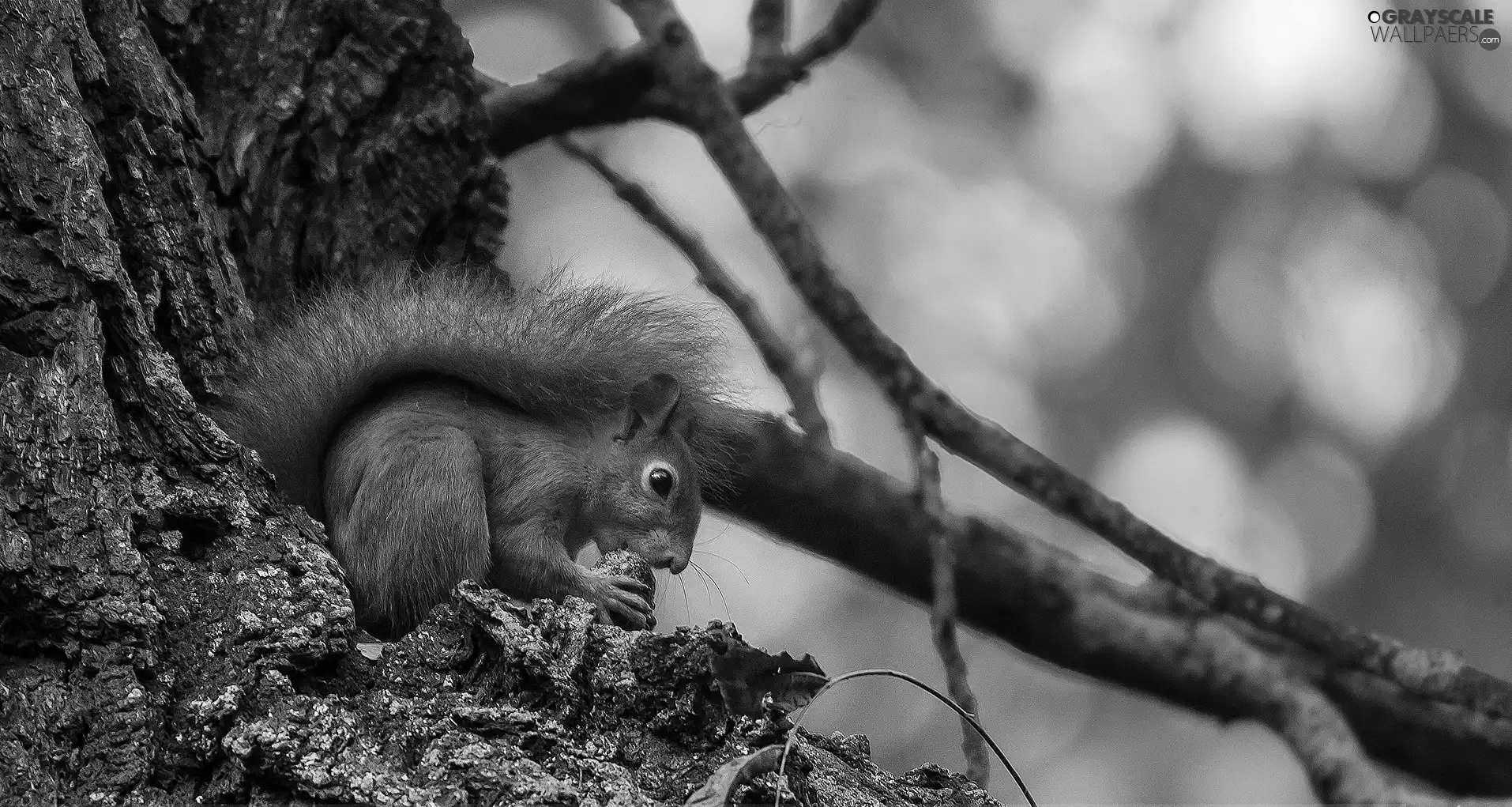 branch pics, squirrel, nut