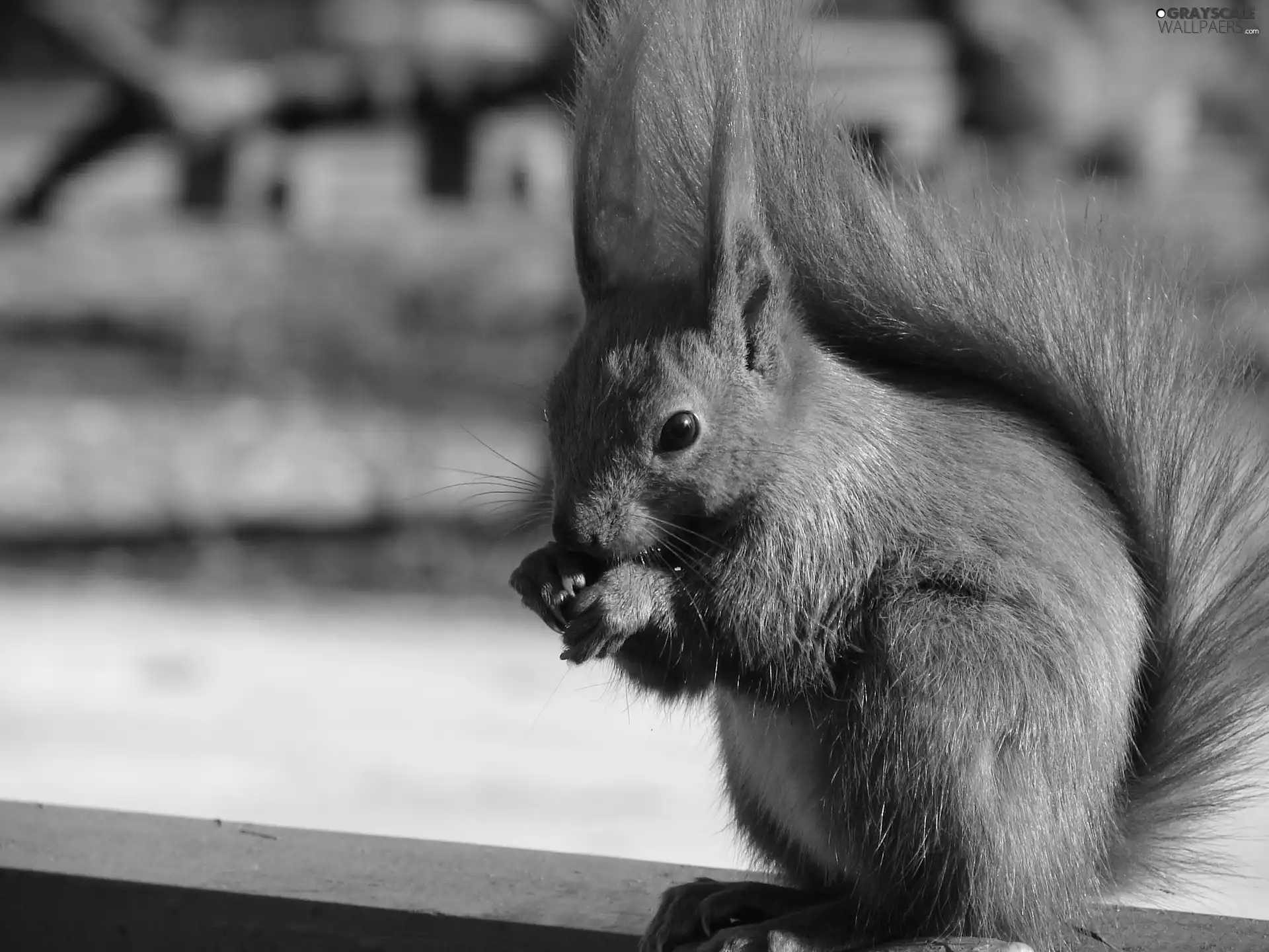 squirrel, nut