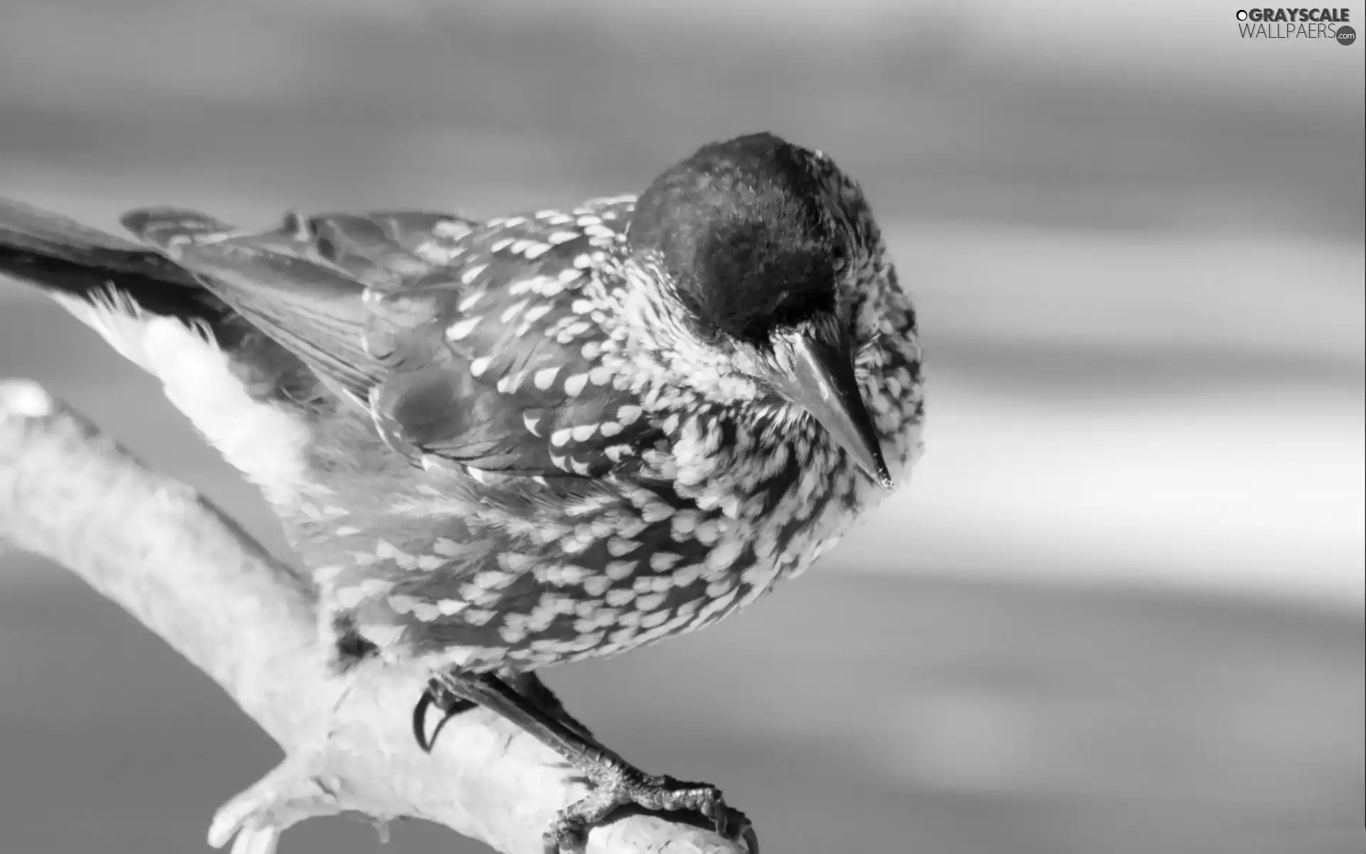 Bird, nutcracker