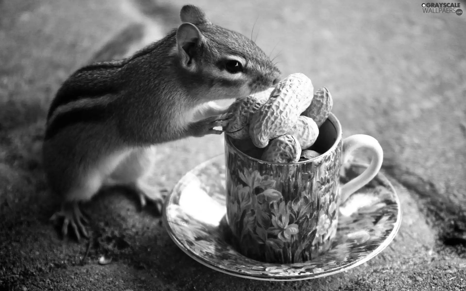 cup, nuts, squirrel, Spadefoot, Chipmunk
