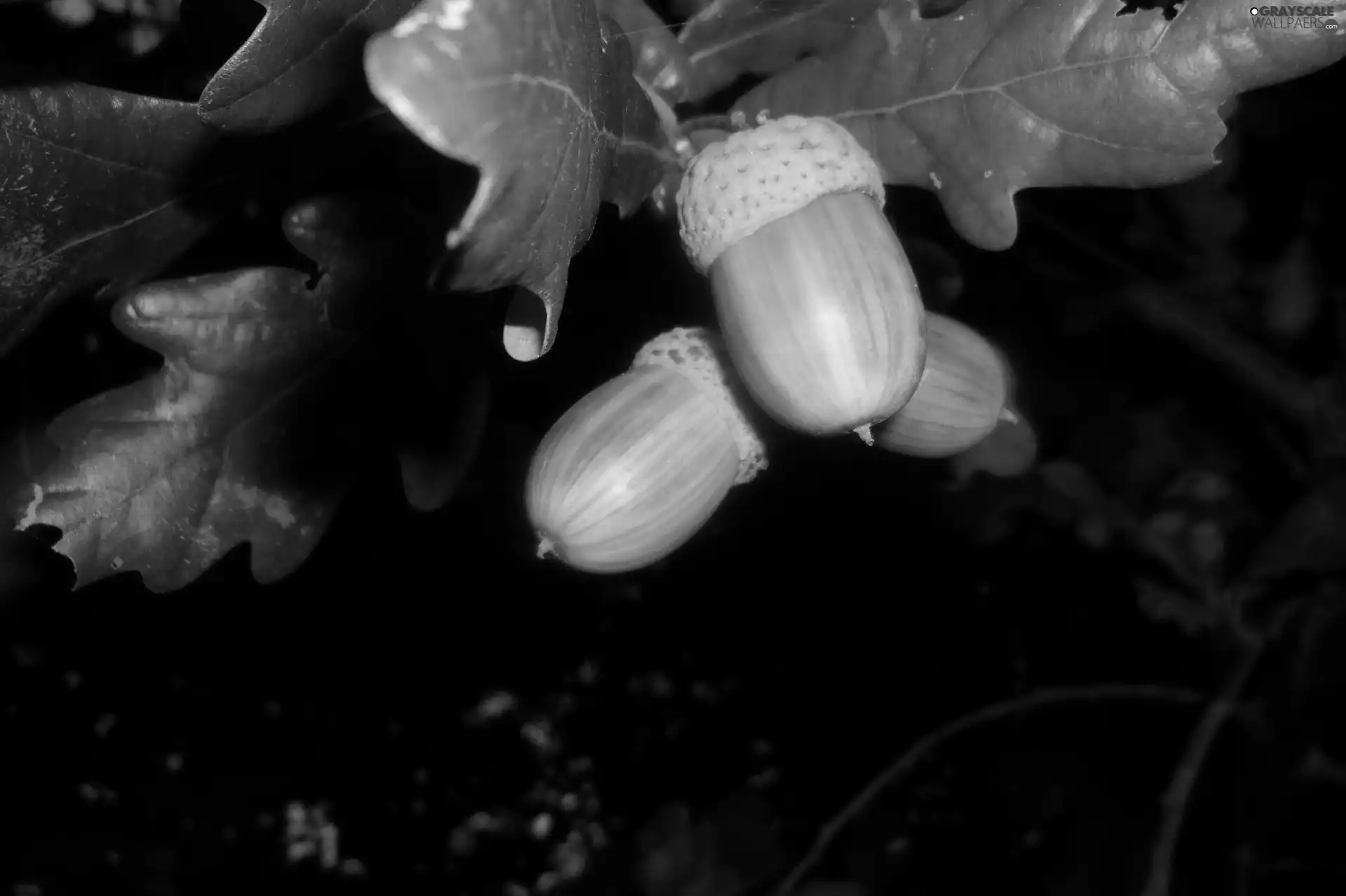 oak, Magnificent, Acorns