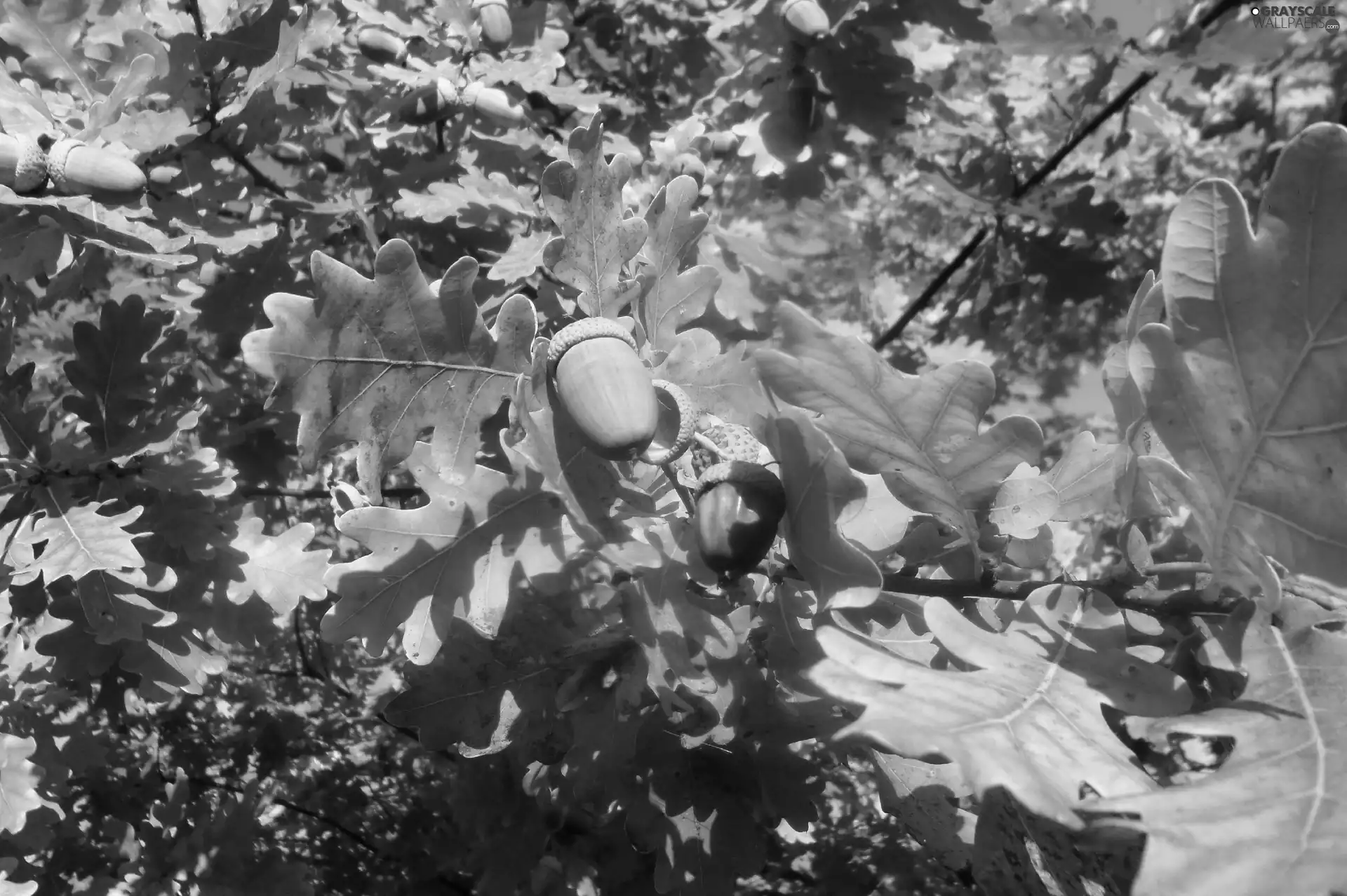 Acorns, trees, oak, Leaf