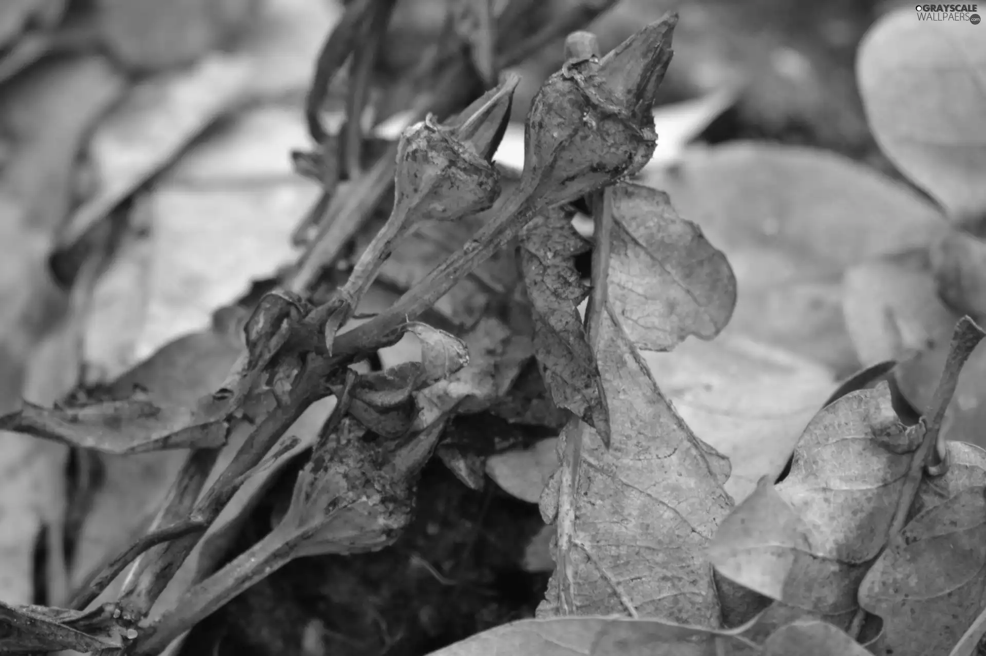 dry, Leaf, oak, Platycodon