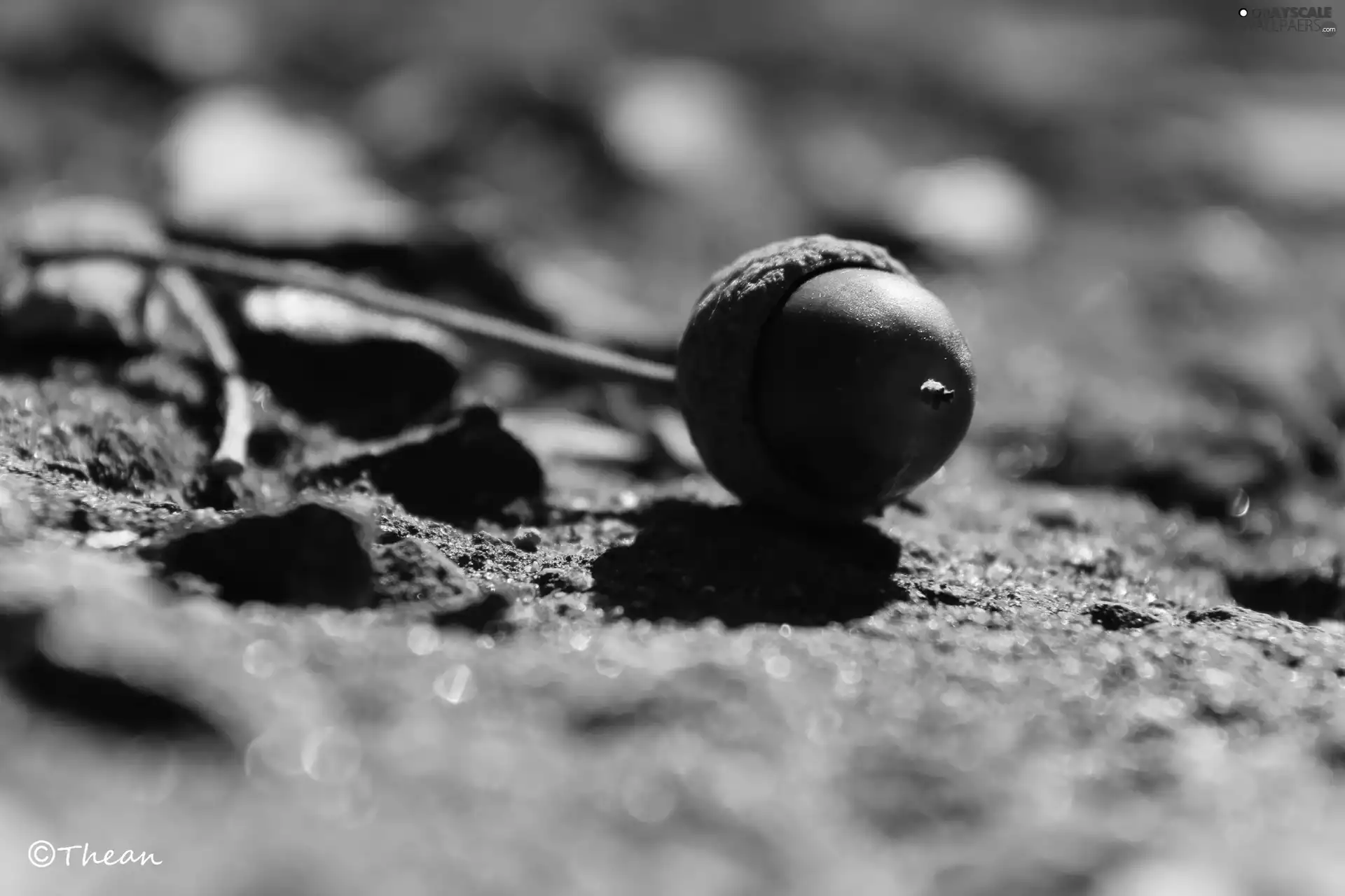 oak, acorn, fruit