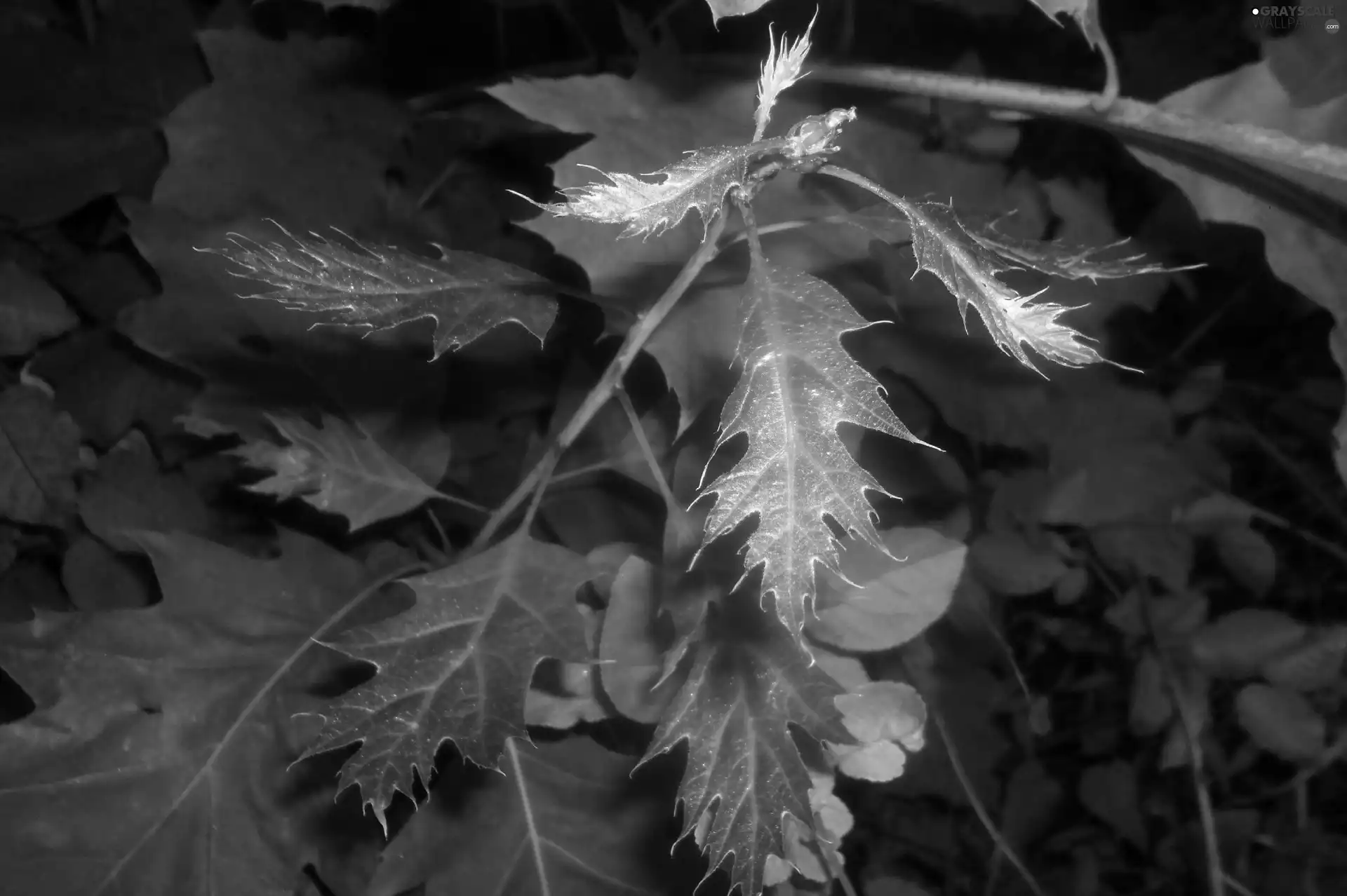 Red, Leaf, oak, green ones