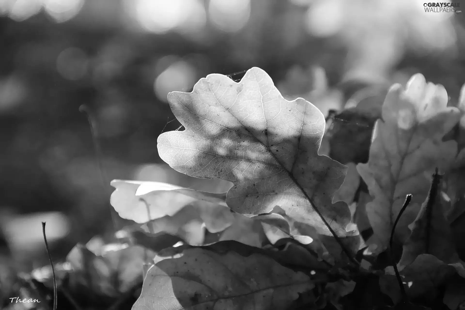 oak, dry, Leaf