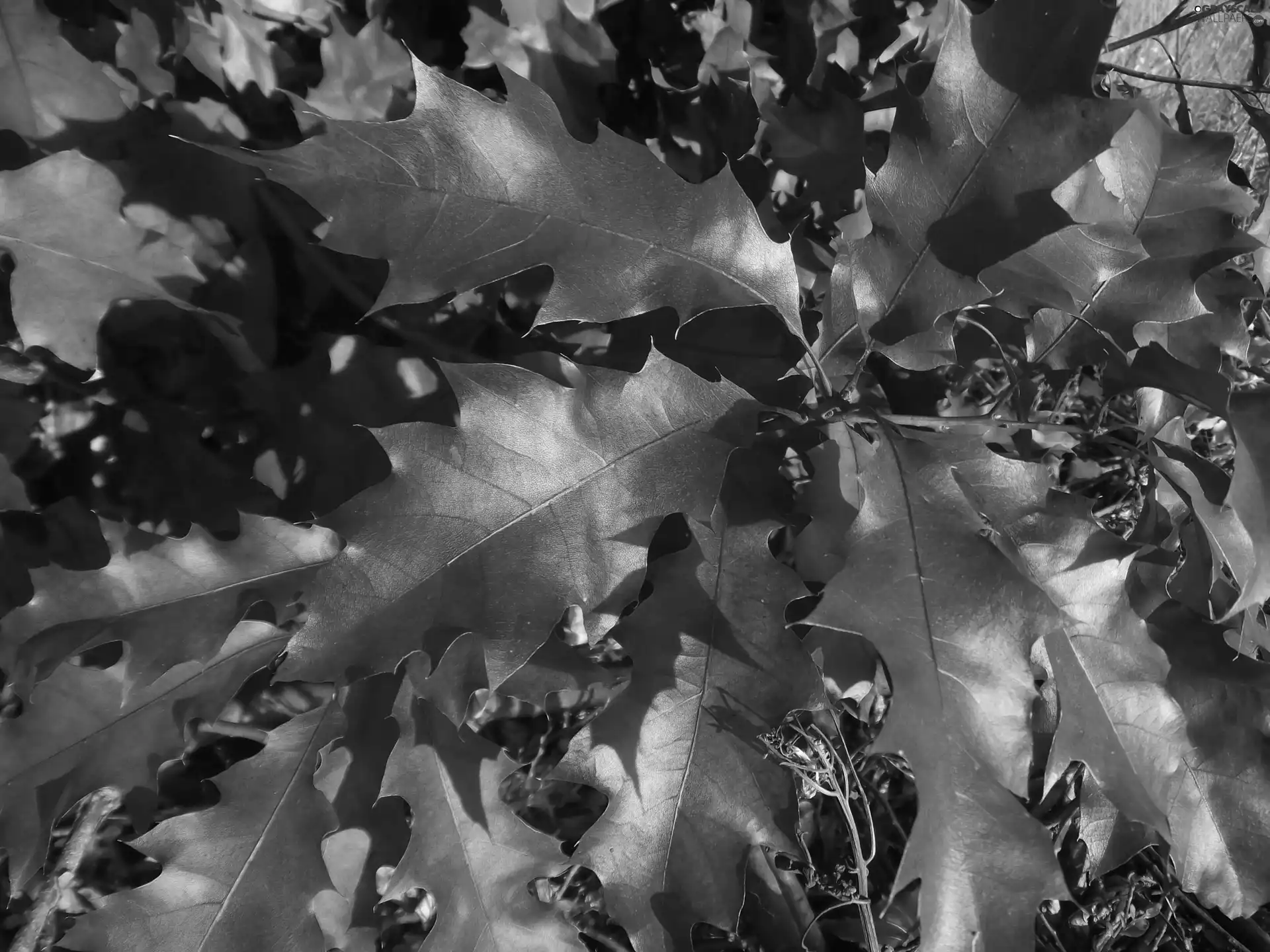 oak, Red, Leaf