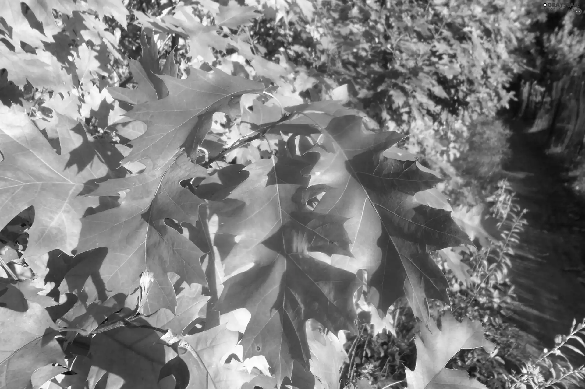 oak, Red, Leaf