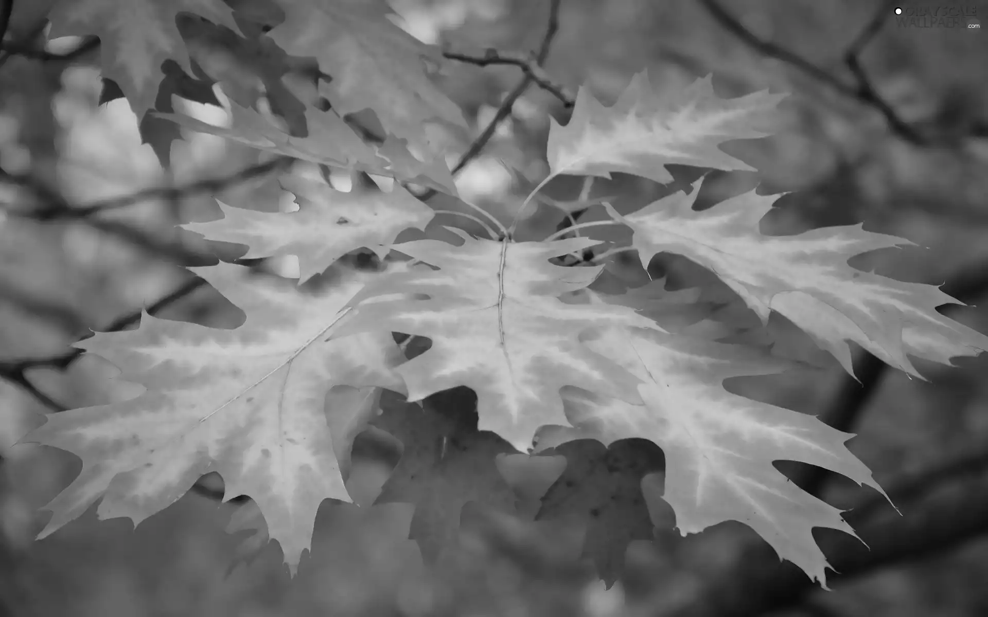Leaf, oak