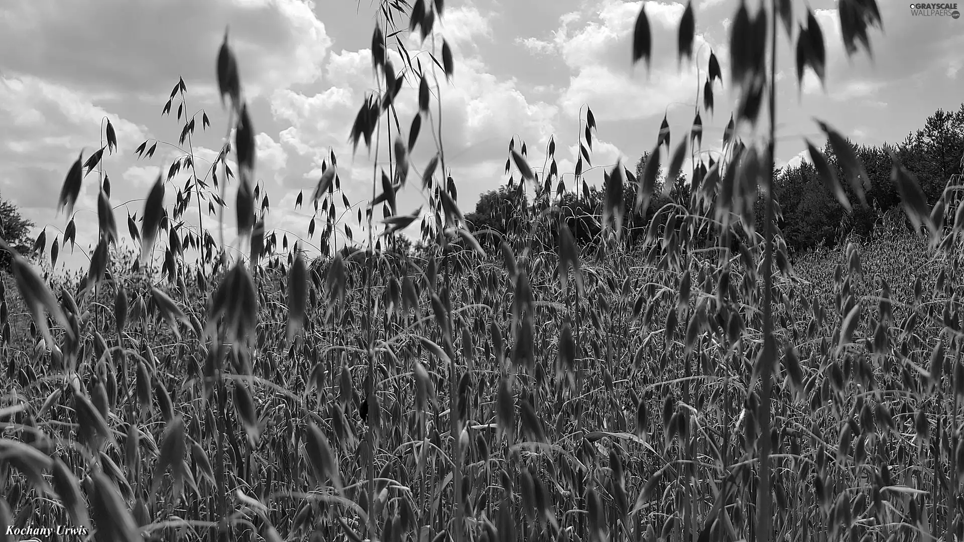 corn, Ears, oat, cereals