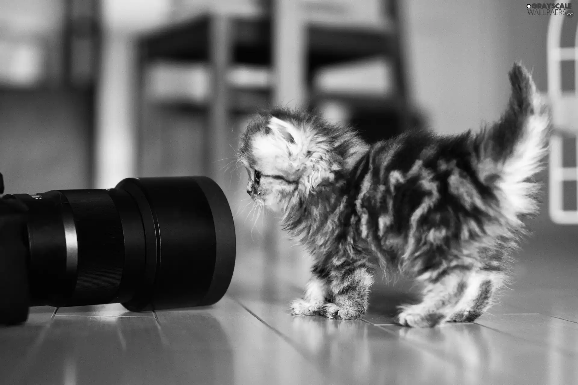 objective, small, kitten