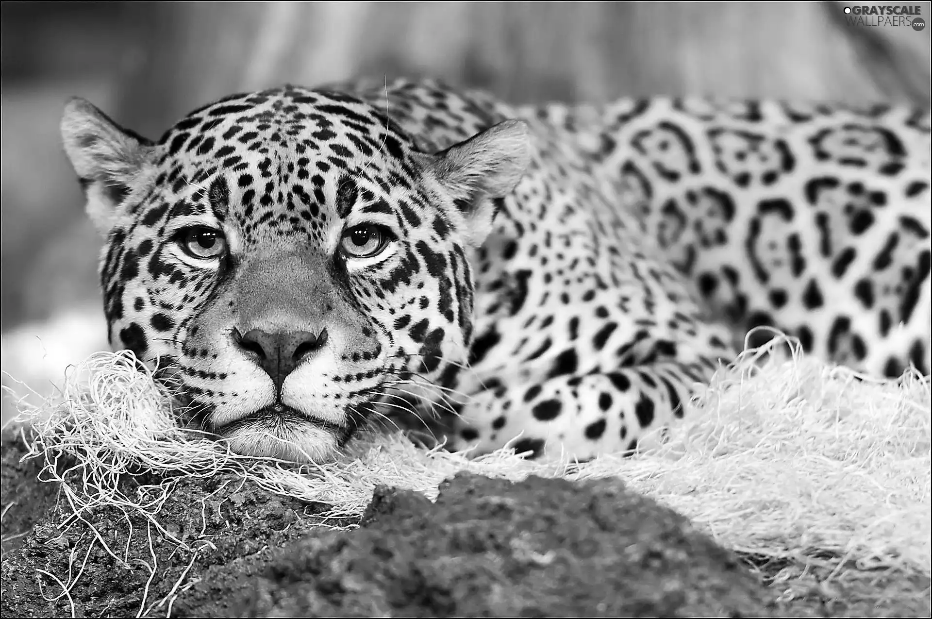 Leopards, observer